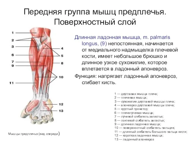 Передняя группа мышц предплечья. Поверхностный слой Длинная ладонная мышца, m. palmaris