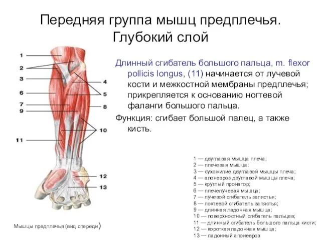 Передняя группа мышц предплечья. Глубокий слой Длинный сгибатель большого пальца, m.