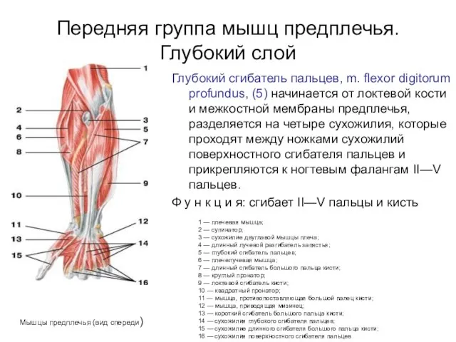 Передняя группа мышц предплечья. Глубокий слой Глубокий сгибатель пальцев, m. flexor