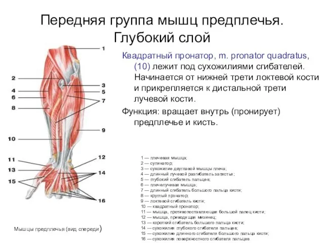 Передняя группа мышц предплечья. Глубокий слой Квадратный пронатор, m. pronator quadratus,