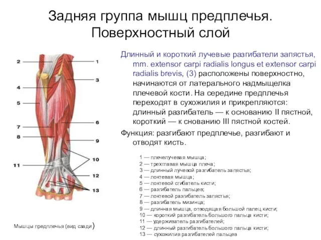 Задняя группа мышц предплечья. Поверхностный слой Длинный и короткий лучевые разгибатели