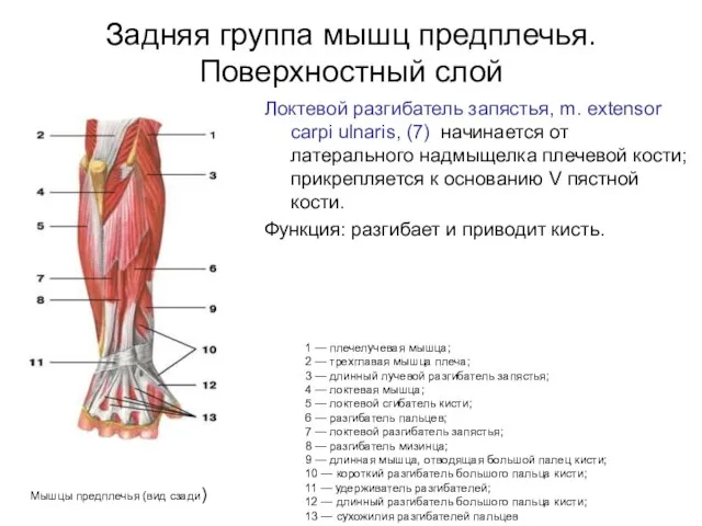 Задняя группа мышц предплечья. Поверхностный слой Локтевой разгибатель запястья, m. extensor