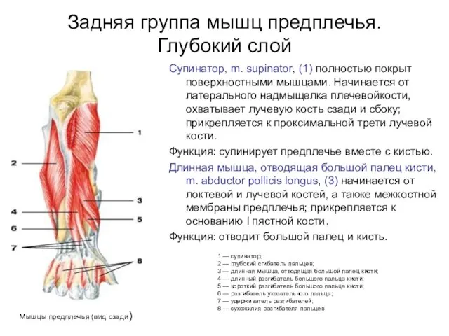 Задняя группа мышц предплечья. Глубокий слой Супинатор, m. supinator, (1) полностью