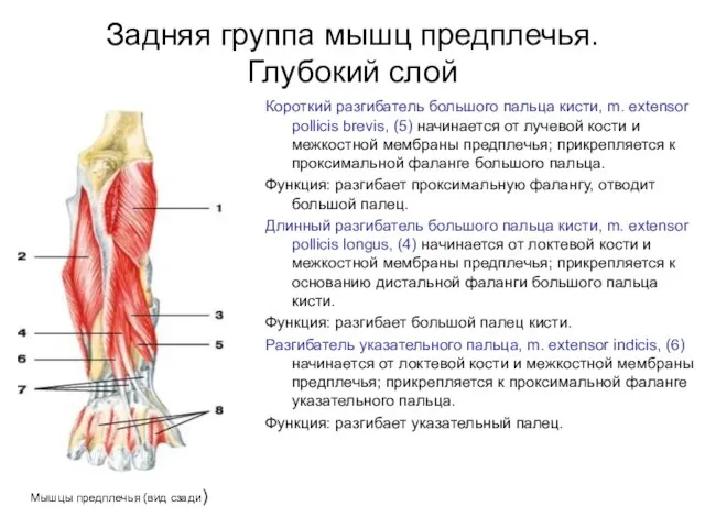 Задняя группа мышц предплечья. Глубокий слой Короткий разгибатель большого пальца кисти,