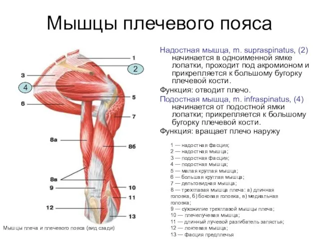 Мышцы плечевого пояса Надостная мышца, m. supraspinatus, (2) начинается в одноименной