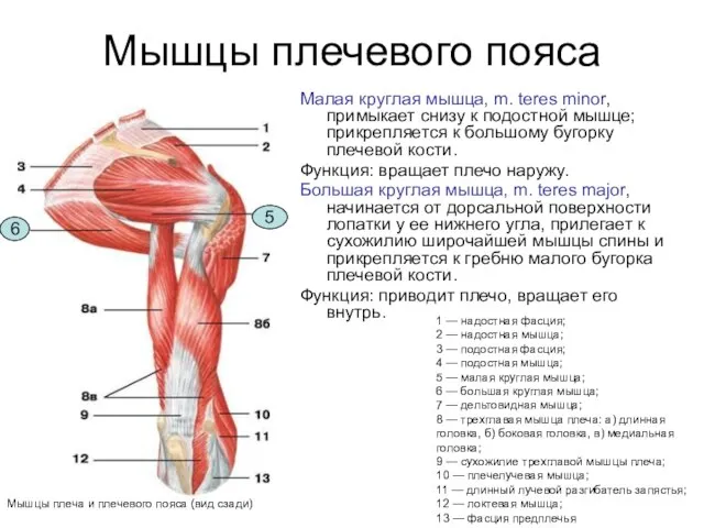 Мышцы плечевого пояса Малая круглая мышца, m. teres minor, примыкает снизу