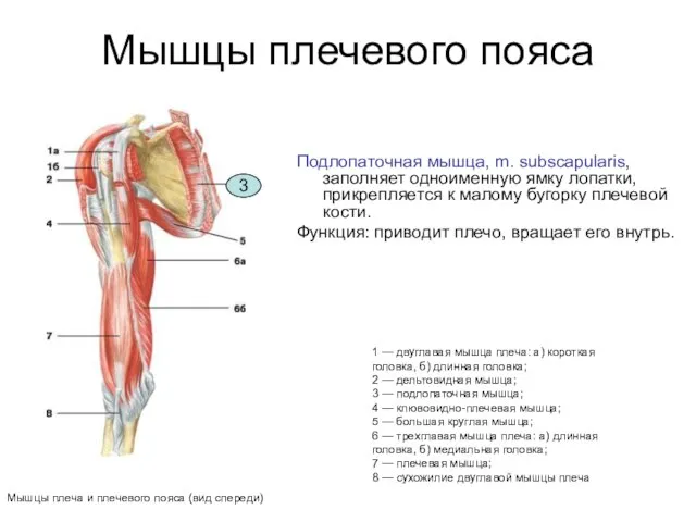 Мышцы плечевого пояса Подлопаточная мышца, m. subscapularis, заполняет одноименную ямку лопатки,