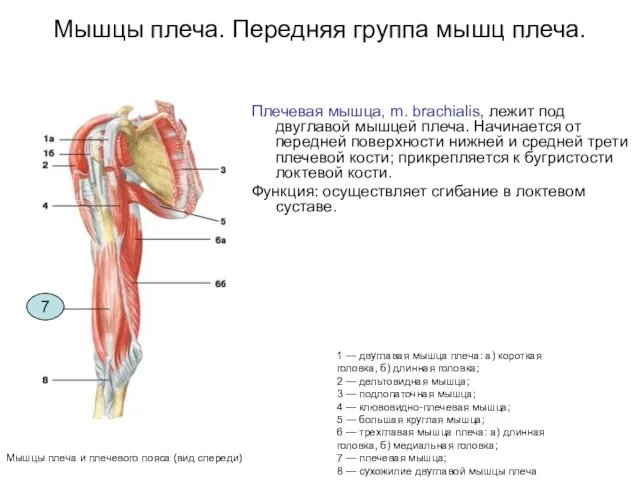 Мышцы плеча. Передняя группа мышц плеча. Плечевая мышца, m. brachialis, лежит