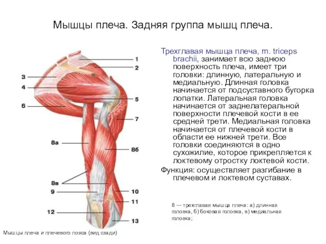 Мышцы плеча. Задняя группа мышц плеча. Трехглавая мышца плеча, m. triceps