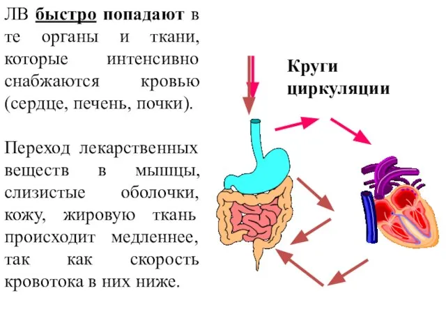 ЛВ быстро попадают в те органы и ткани, которые интенсивно снабжаются