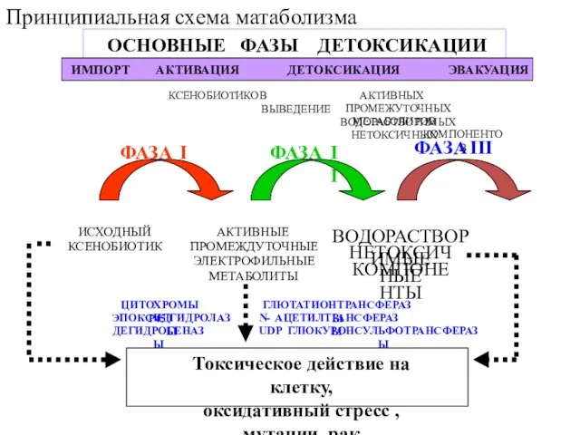 КСЕНОБИОТИКОВ АКТИВНЫХ ВЫВЕДЕНИЕ ПРОМЕЖУТОЧНЫХ ВОДОРАСТВОРИМЫХ МЕТАБОЛИТОВ НЕТОКСИЧНЫХ КОМПОНЕНТОВ ФАЗА I ФАЗА