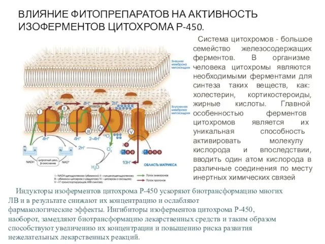 ВЛИЯНИЕ ФИТОПРЕПАРАТОВ НА АКТИВНОСТЬ ИЗОФЕРМЕНТОВ ЦИТОХРОМА Р-450. Система цитохромов - большое