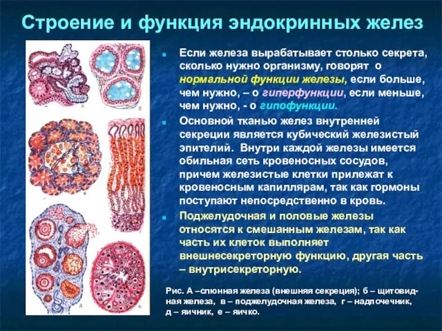 Строение и функция эндокринных желез Если железа вырабатывает столько секрета, сколько