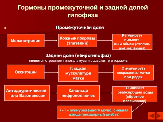 Гормоны промежуточной и задней долей гипофиза Промежуточная доля Меланотропин Кожные покровы