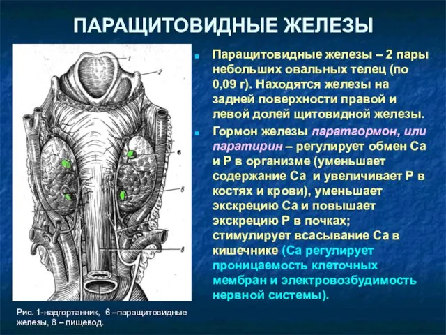 ПАРАЩИТОВИДНЫЕ ЖЕЛЕЗЫ Паращитовидные железы – 2 пары небольших овальных телец (по