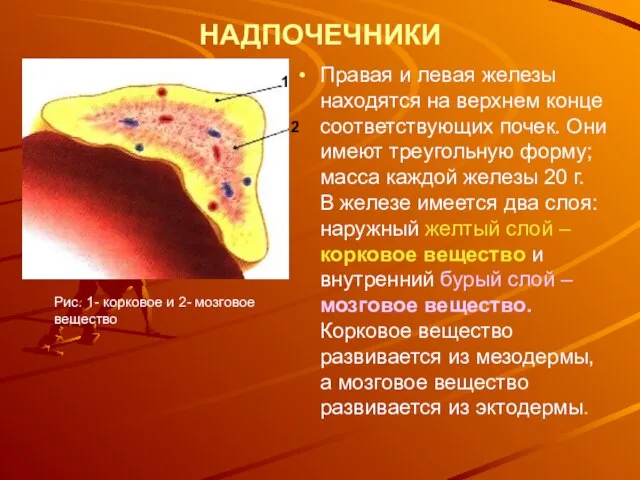 НАДПОЧЕЧНИКИ Правая и левая железы находятся на верхнем конце соответствующих почек.