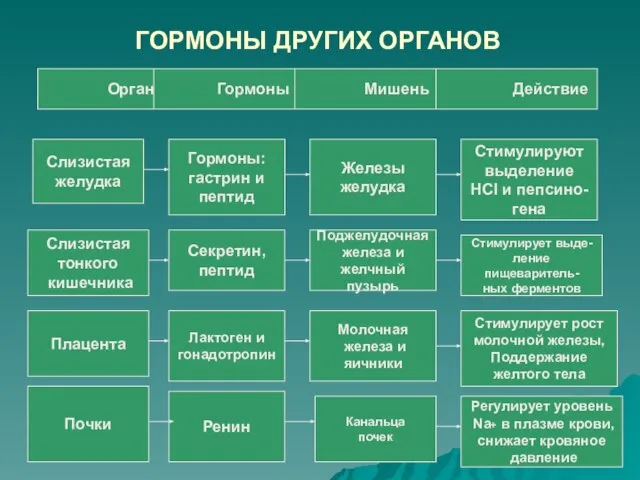 ГОРМОНЫ ДРУГИХ ОРГАНОВ Слизистая тонкого кишечника Слизистая желудка Гормоны: гастрин и