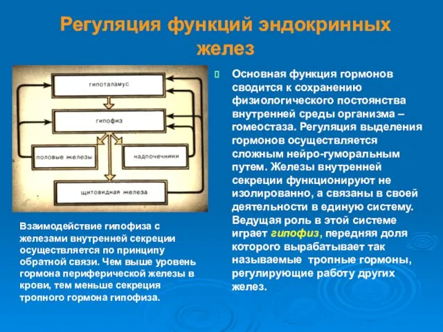 Регуляция функций эндокринных желез Основная функция гормонов сводится к сохранению физиологического