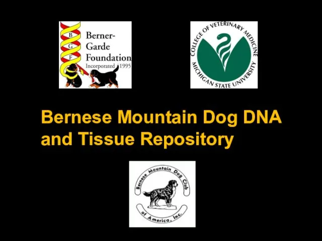 Bernese Mountain Dog DNA and Tissue Repository