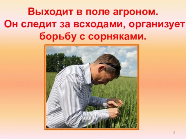 Выходит в поле агроном. Он следит за всходами, организует борьбу с сорняками.