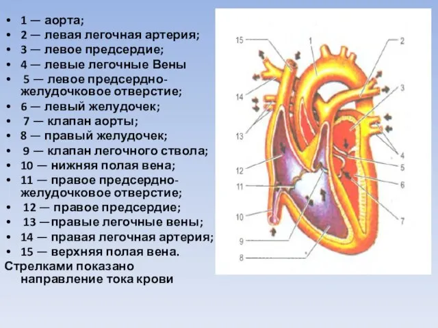 1 — аорта; 2 — левая легочная артерия; 3 — левое