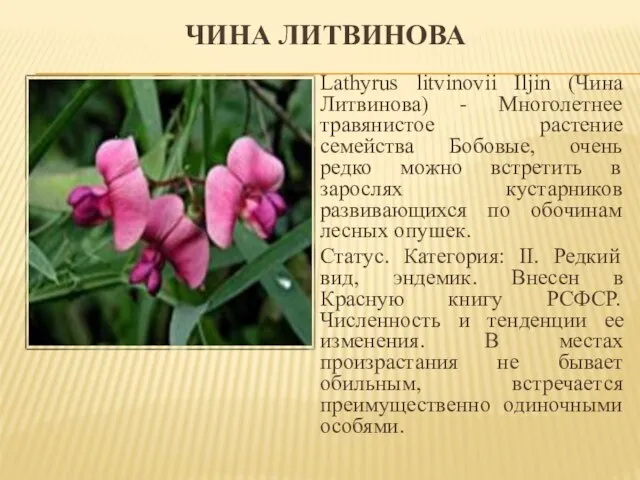 ЧИНА ЛИТВИНОВА Lathyrus litvinovii Iljin (Чина Литвинова) - Многолетнее травянистое растение