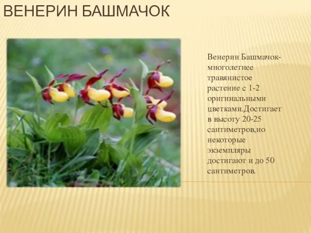 ВЕНЕРИН БАШМАЧОК Венерин Башмачок-многолетнее травянистое растение с 1-2 оригинальными цветками.Достигает в