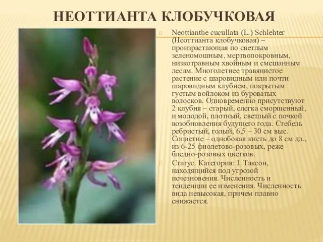 НЕОТТИАНТА КЛОБУЧКОВАЯ Neottianthe cucullata (L.) Schlehter (Неоттианта клобучковая) – произрастающая по