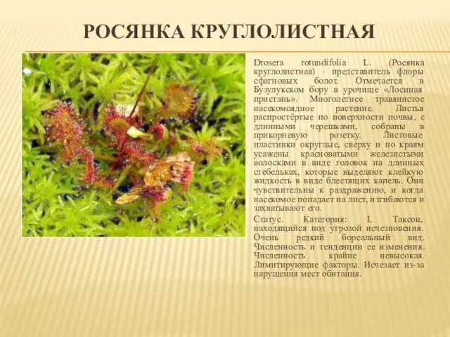 РОСЯНКА КРУГЛОЛИСТНАЯ Drosera rotundifolia L. (Росянка круглолистная) - представитель флоры сфагновых