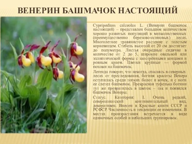 ВЕНЕРИН БАШМАЧОК НАСТОЯЩИЙ Cypripedium calceolus L. (Венерин башмачок настоящий) – представлен