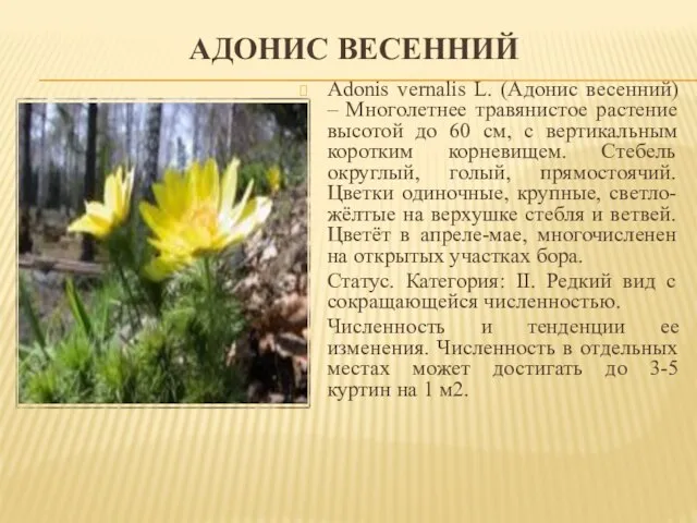 АДОНИС ВЕСЕННИЙ Adonis vernalis L. (Адонис весенний) – Многолетнее травянистое растение