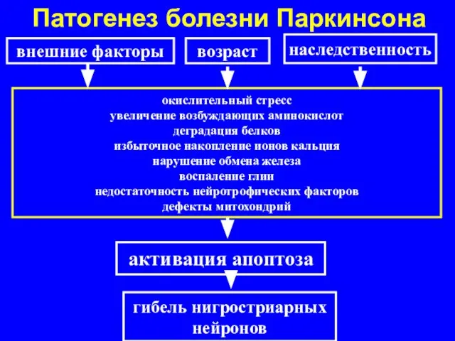 Патогенез болезни Паркинсона внешние факторы окислительный стресс увеличение возбуждающих аминокислот деградация