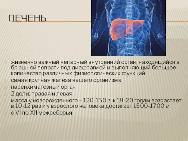 ПЕЧЕНЬ жизненно важный непарный внутренний орган, находящийся в брюшной полости под