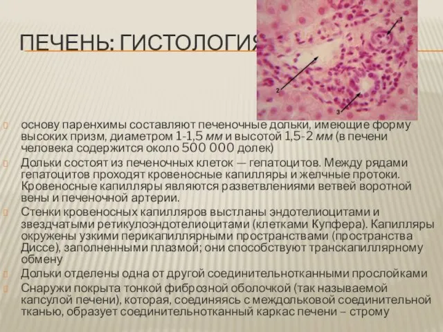 ПЕЧЕНЬ: ГИСТОЛОГИЯ основу паренхимы составляют печеночные дольки, имеющие форму высоких призм,