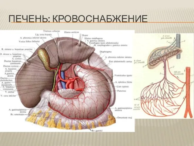 ПЕЧЕНЬ: КРОВОСНАБЖЕНИЕ