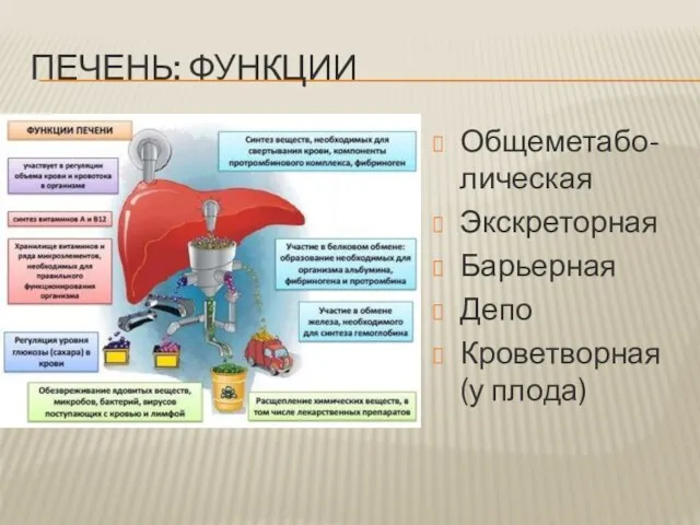 ПЕЧЕНЬ: ФУНКЦИИ Общеметабо-лическая Экскреторная Барьерная Депо Кроветворная (у плода)