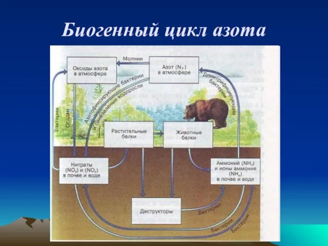 Биогенный цикл азота