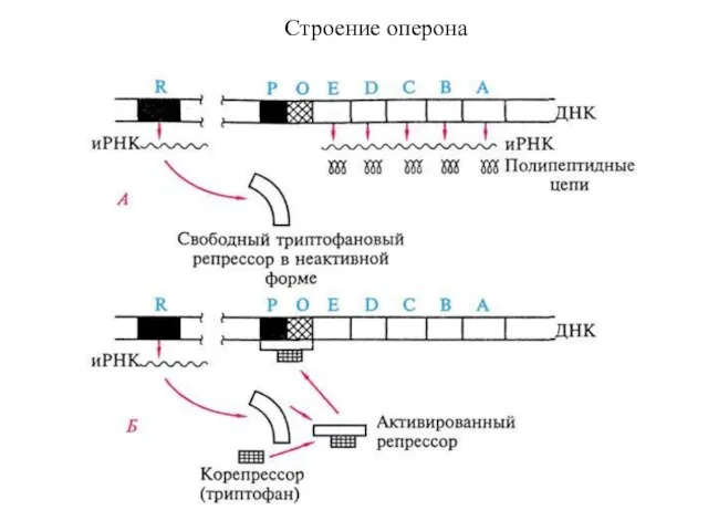 Строение оперона