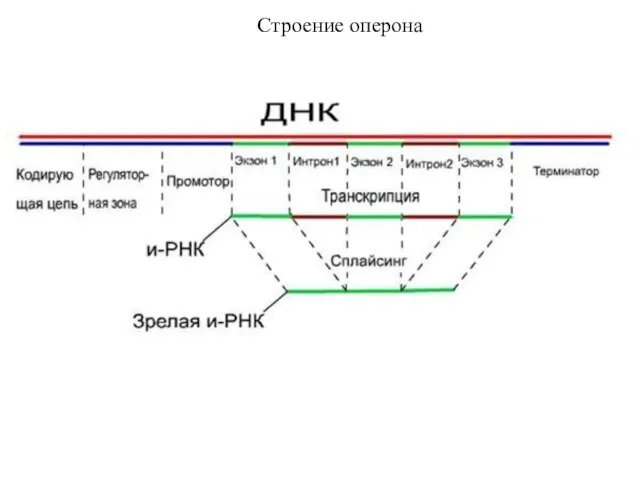 Строение оперона