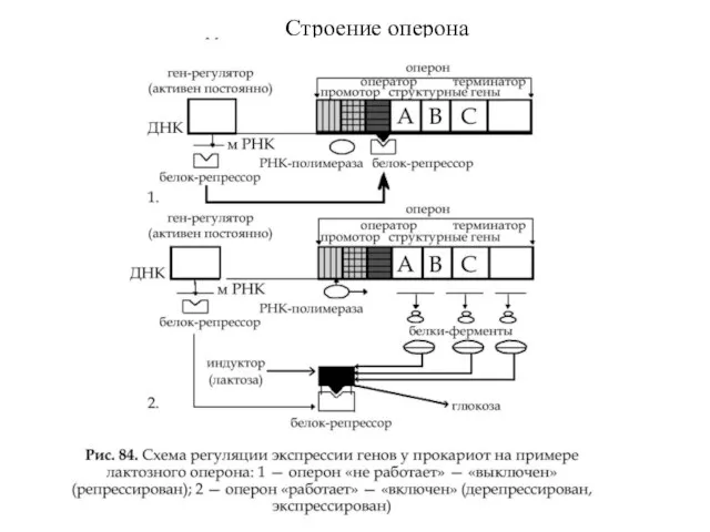 Строение оперона