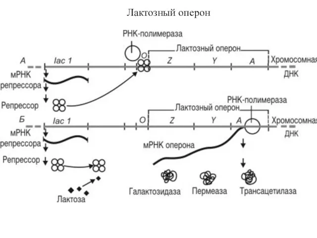 Лактозный оперон