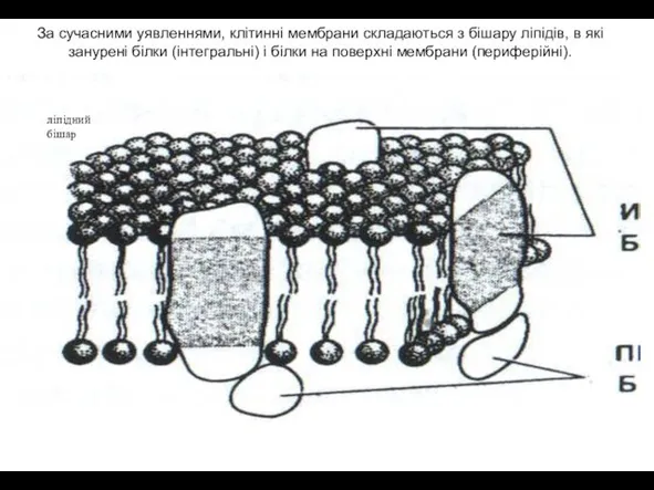 ліпідний бішар За сучасними уявленнями, клітинні мембрани складаються з бішару ліпідів,