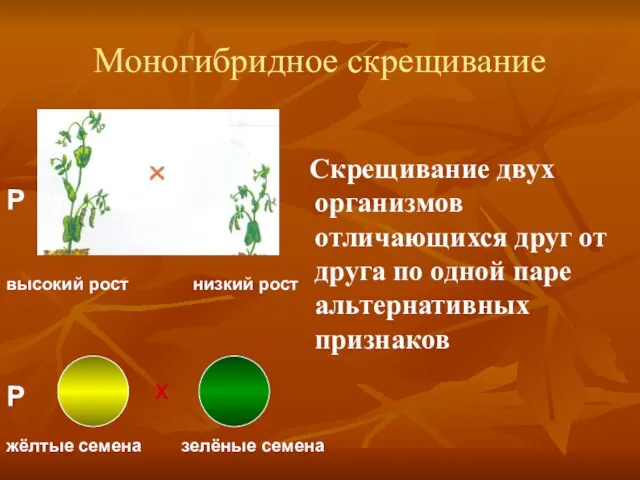 Моногибридное скрещивание Скрещивание двух организмов отличающихся друг от друга по одной