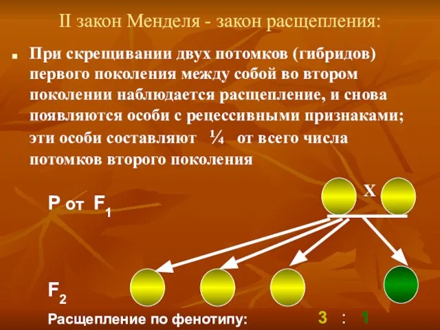 II закон Менделя - закон расщепления: При скрещивании двух потомков (гибридов)