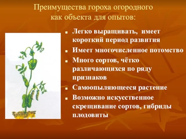 Преимущества гороха огородного как объекта для опытов: Легко выращивать, имеет короткий