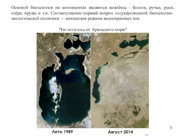 Основой биоценозов на континентах являются водоёмы - болота, ручьи, реки, озёра,