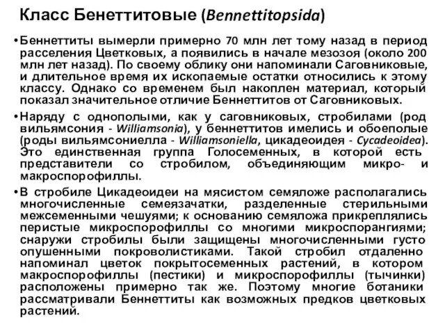 Класс Бенеттитовые (Bennettitopsida) Беннеттиты вымерли примерно 70 млн лет тому назад