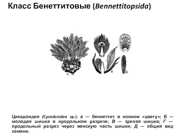 Класс Бенеттитовые (Bennettitopsida) Цикадоидея (Cycadeoidea sp.): A — беннеттит в полном