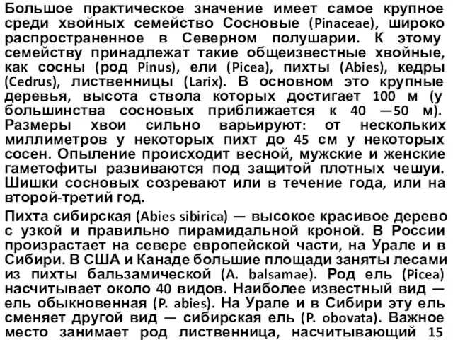 Большое практическое значение имеет самое крупное среди хвойных семейство Сосновые (Pinaceae),