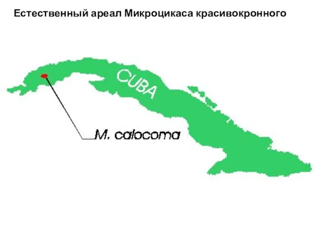 Естественный ареал Микроцикаса красивокронного